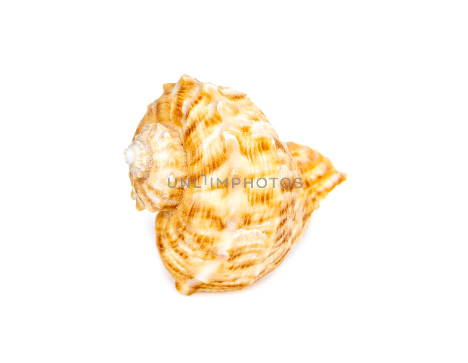 Image of seashell rapana rapiformis on a white background. Undersea Animals. Sea shells.