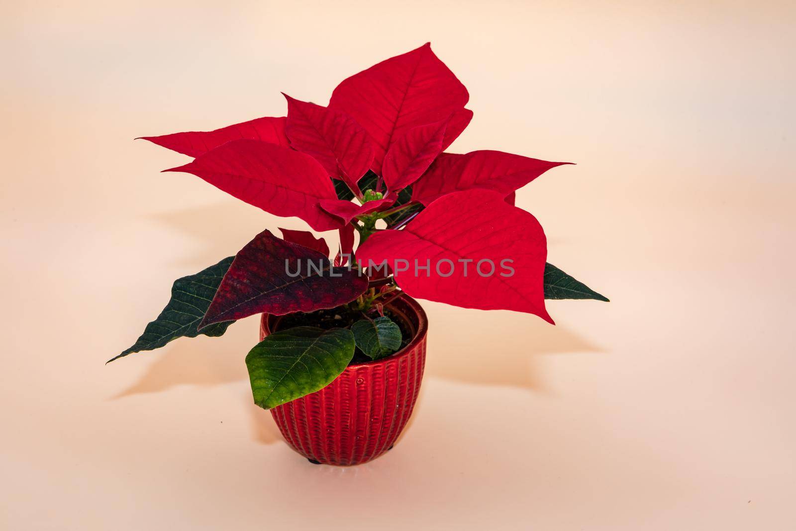 A poinsettia or Advent star with red leaves isolated in a pot