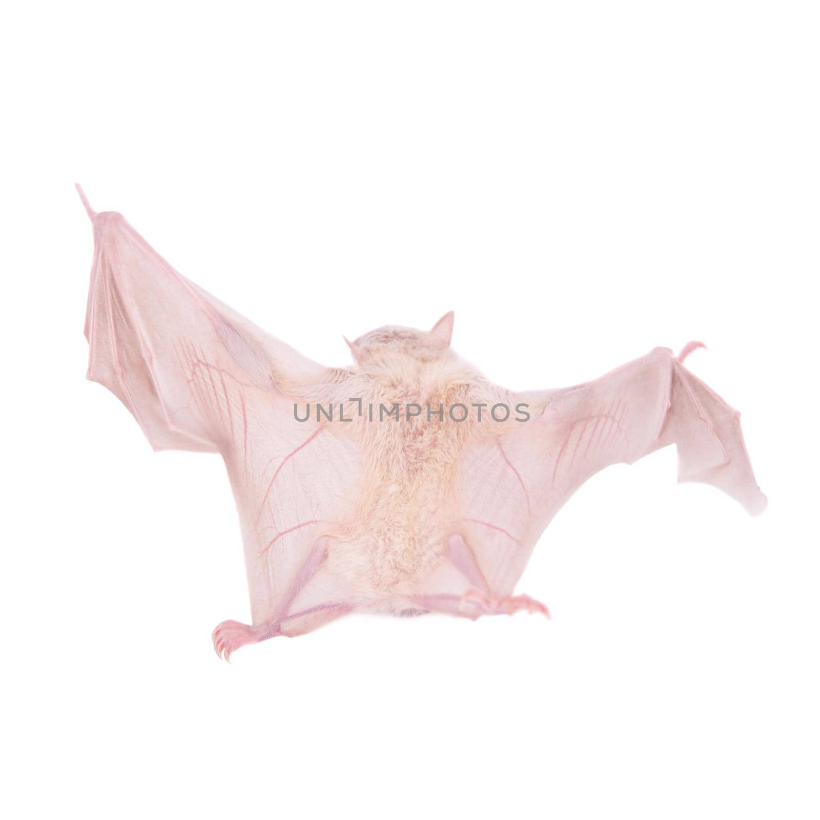 Egyptian fruit bat isolated on white by RosaJay