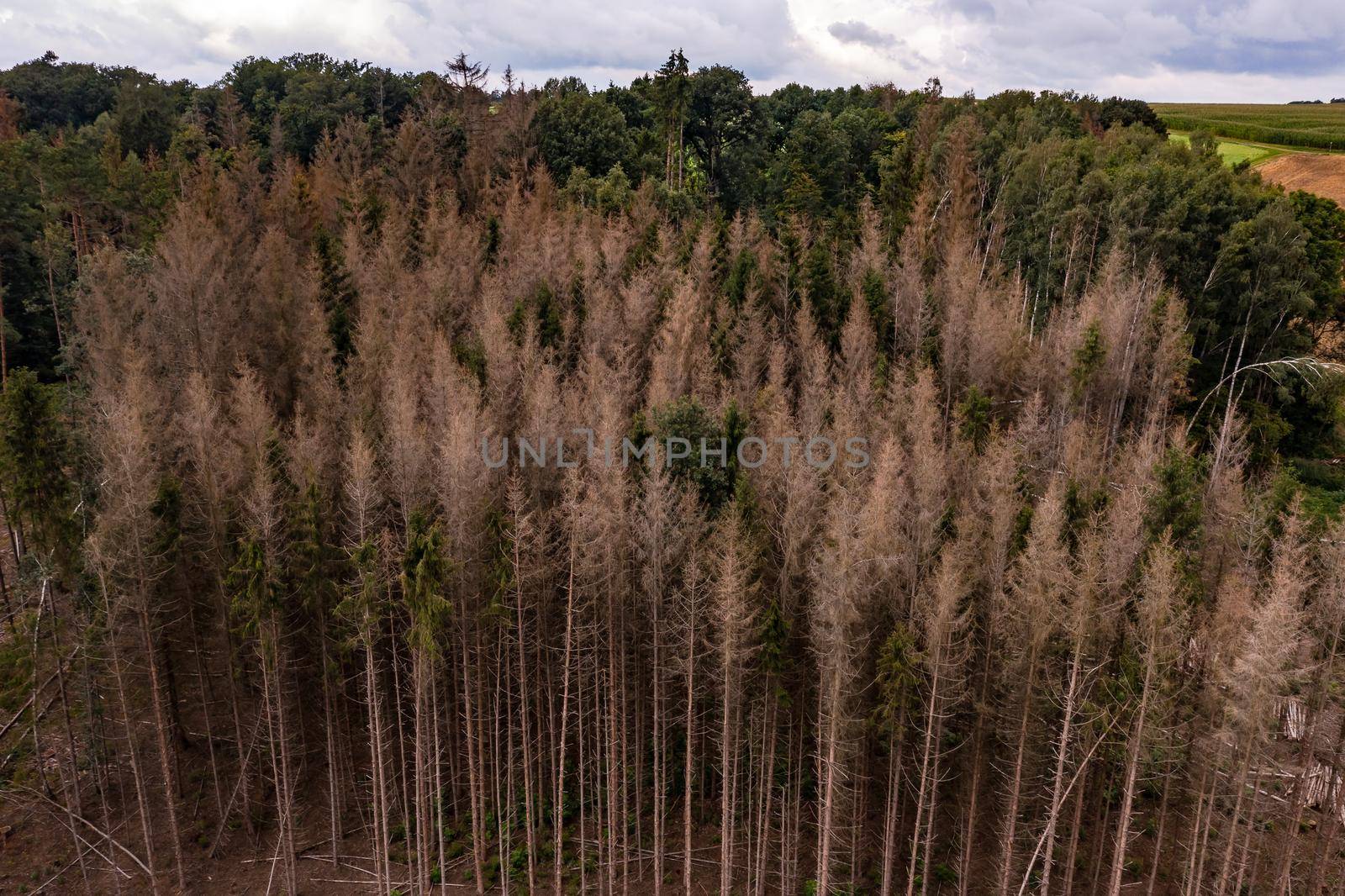 Damage to spruce trees can now be seen almost everywhere in German forests