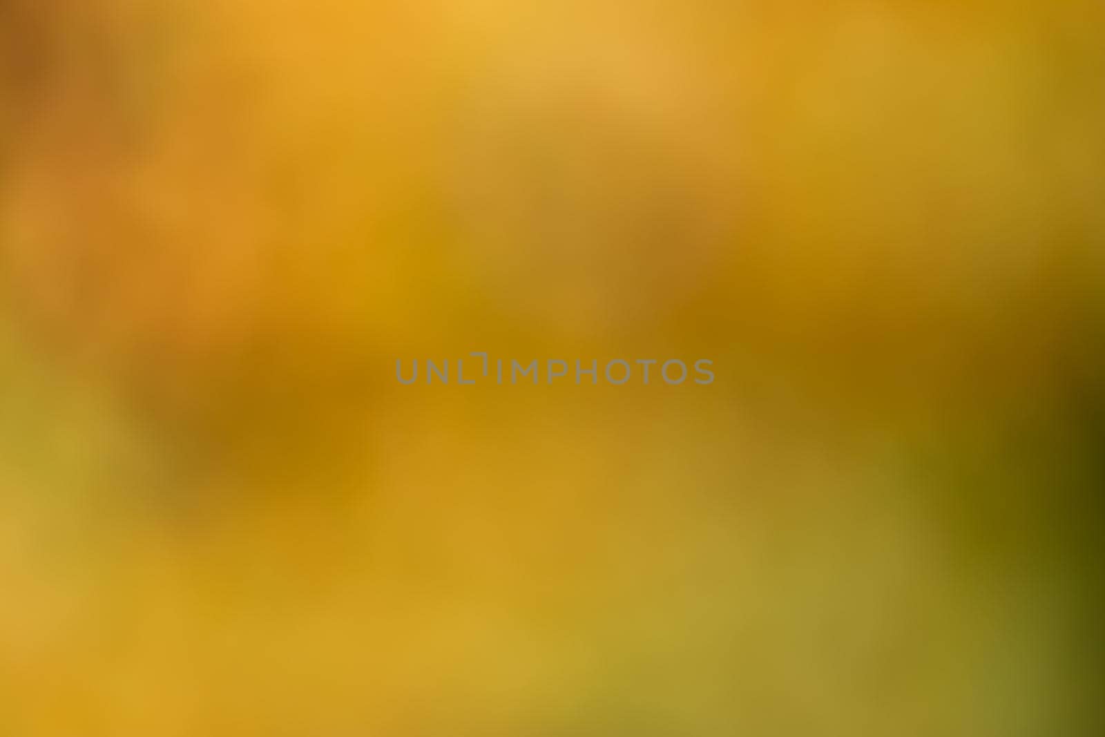 Yellow and orange autumn leaves in the garden make a nice background template as a blurred photo