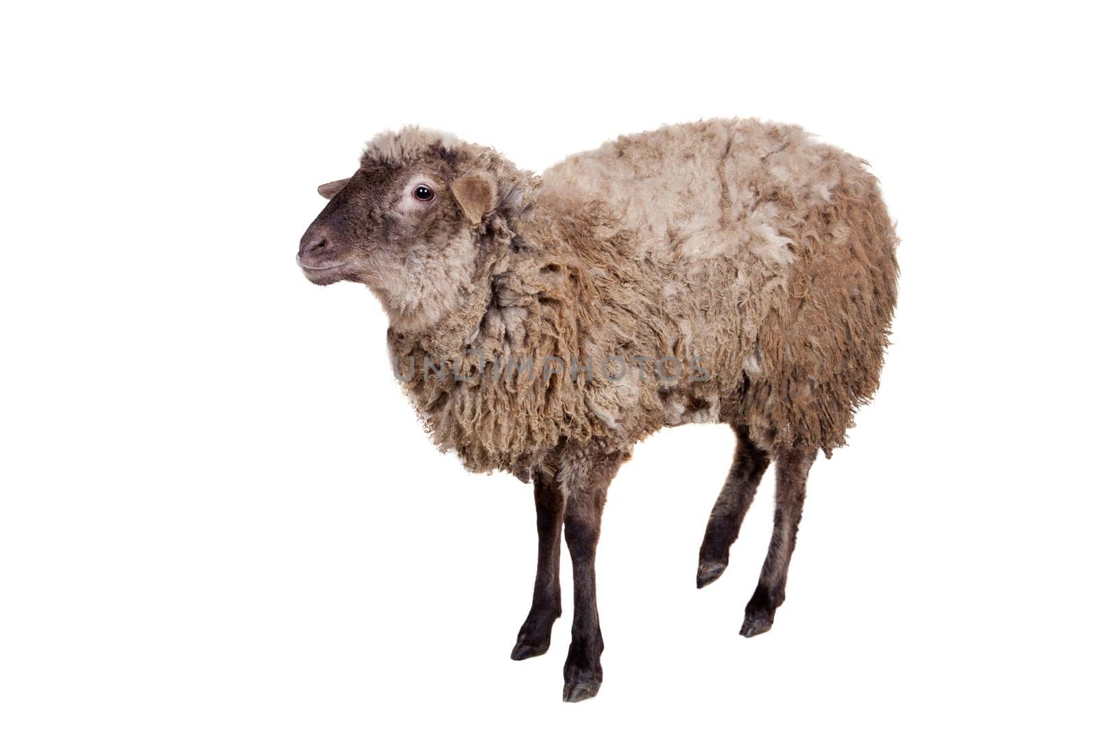 Funny sheep isolated on the white background