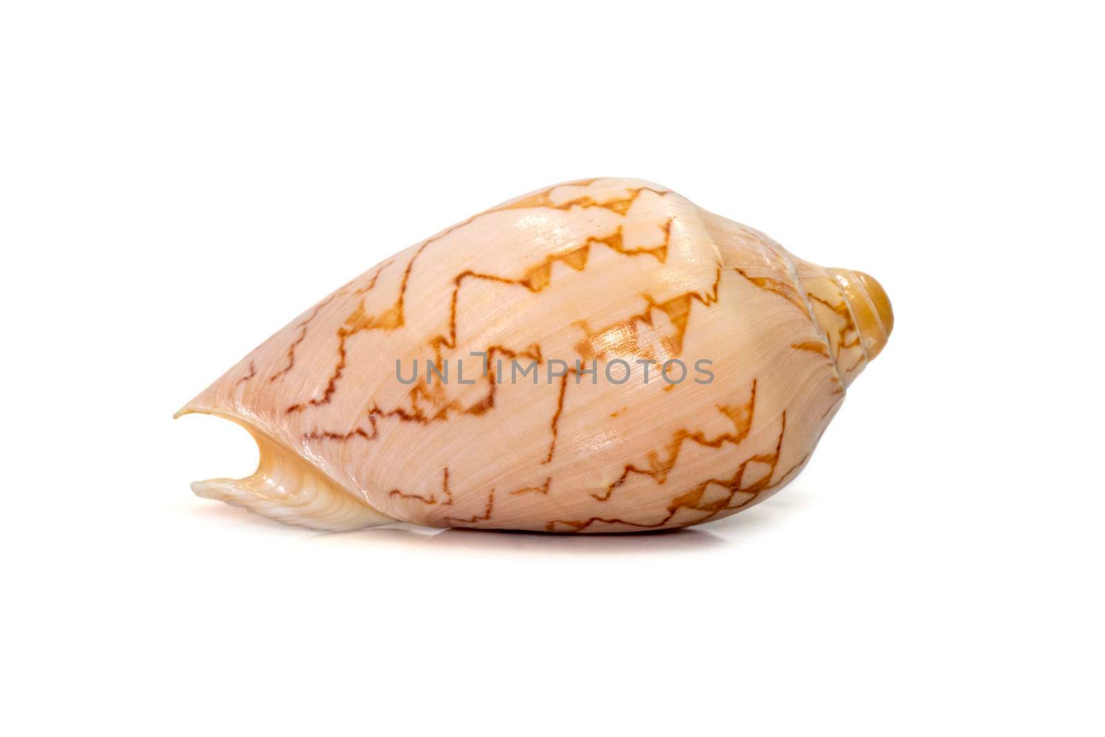 Image of cymbiola nobilis sea shell is a marine gastropod mollusk in the family Volutidae isolated on white background. Undersea Animals.