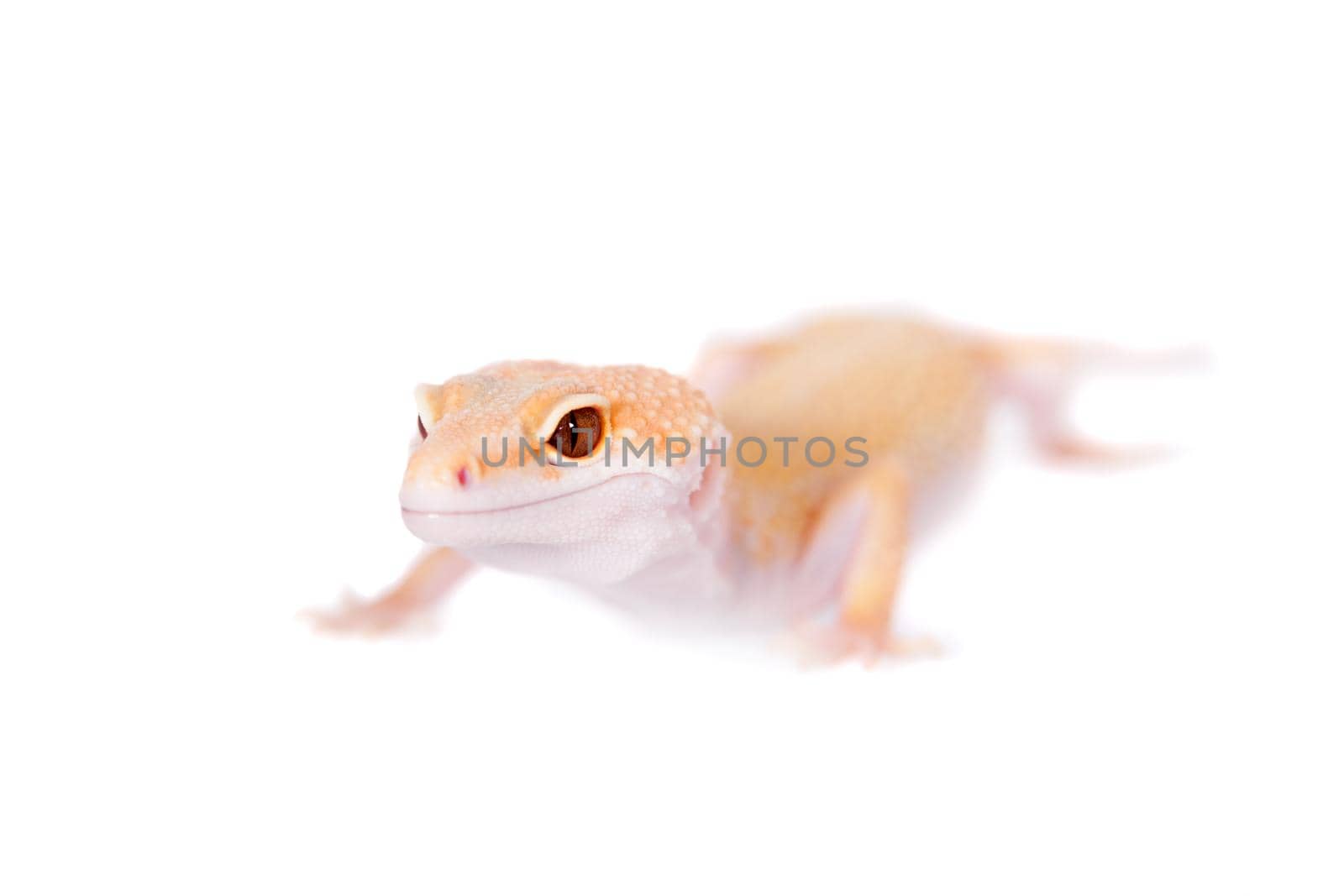 Albino Leopard Gecko, Eublepharis macularius, on a white background