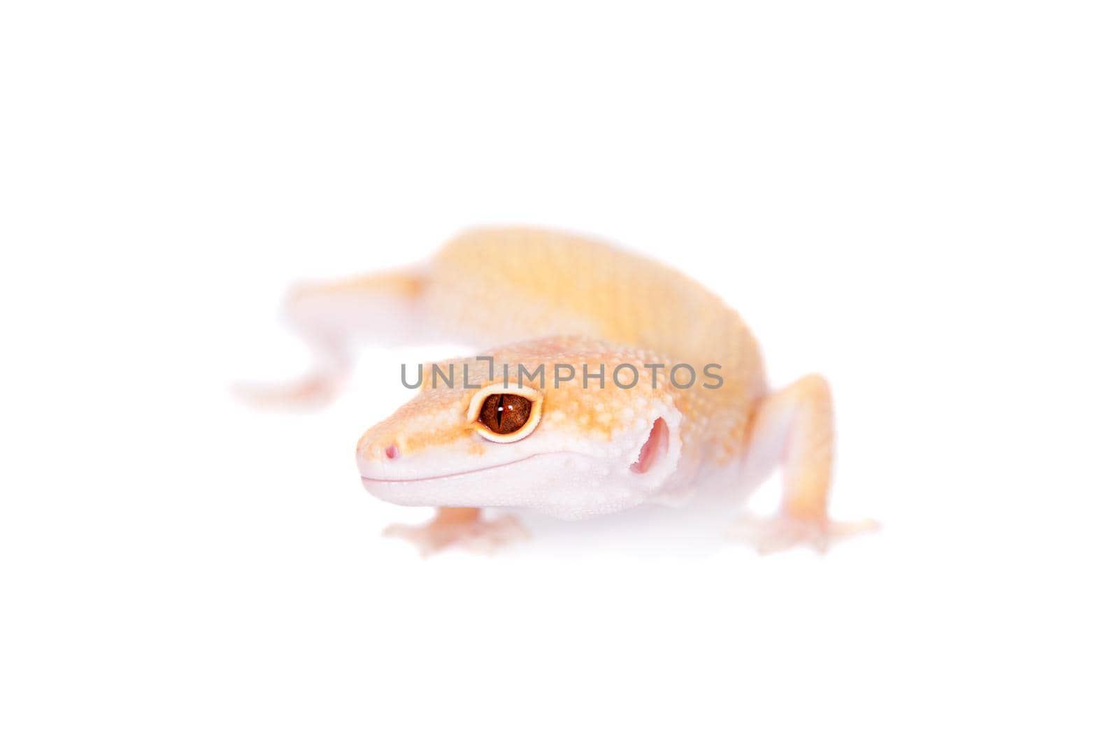 Albino Leopard Gecko, Eublepharis macularius, on a white background