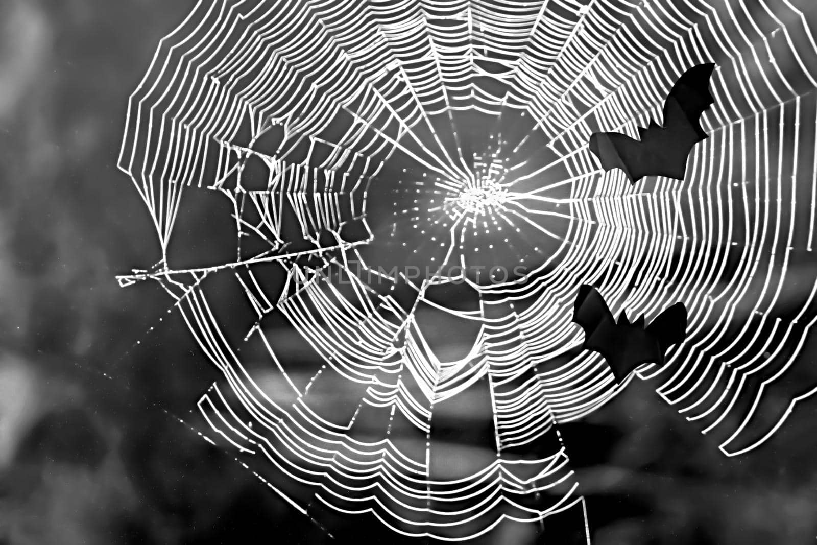 Silhouettes of bats against white web on black background. Copy space. Concept of halloween .