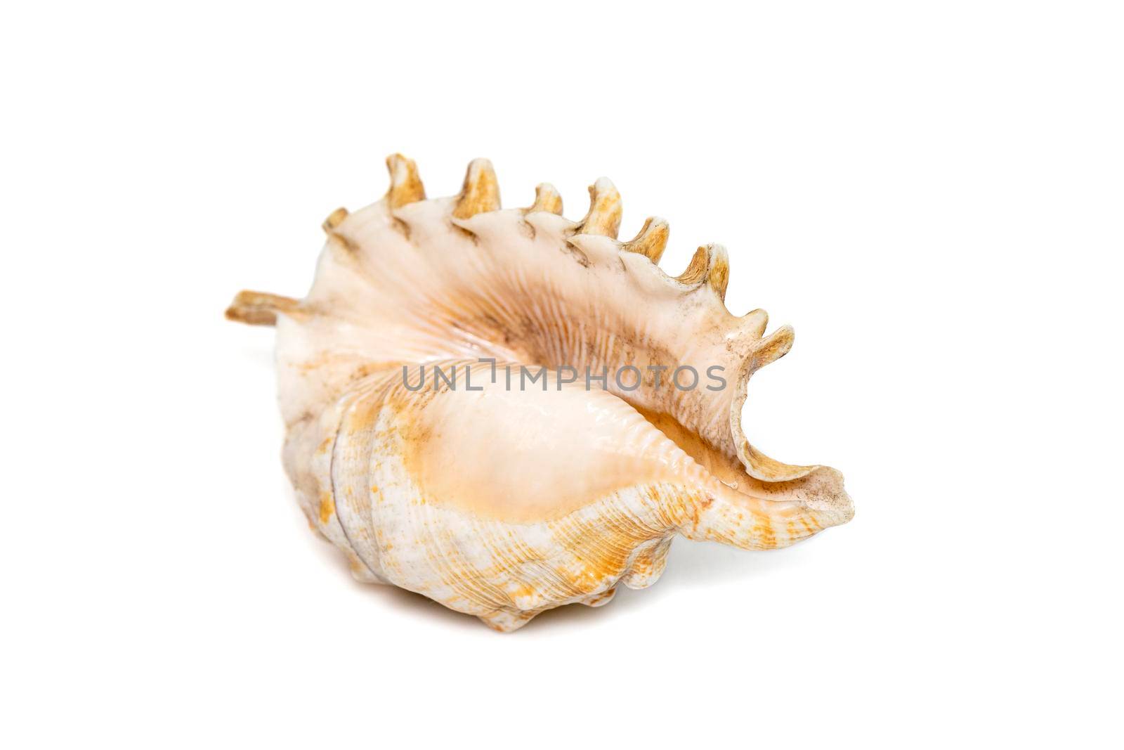 Image of Millipede spider conch (Lambis millepeda) isolated on white background. Sea snail. Undersea Animals. Sea Shells. by yod67