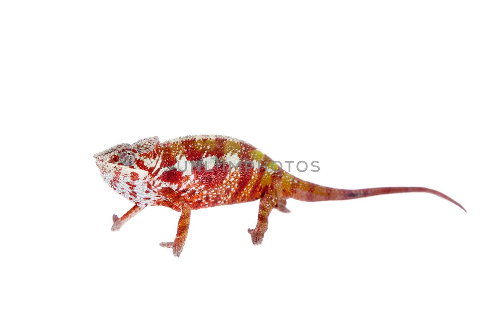 The panther chameleon, Furcifer pardalis isolated on white background