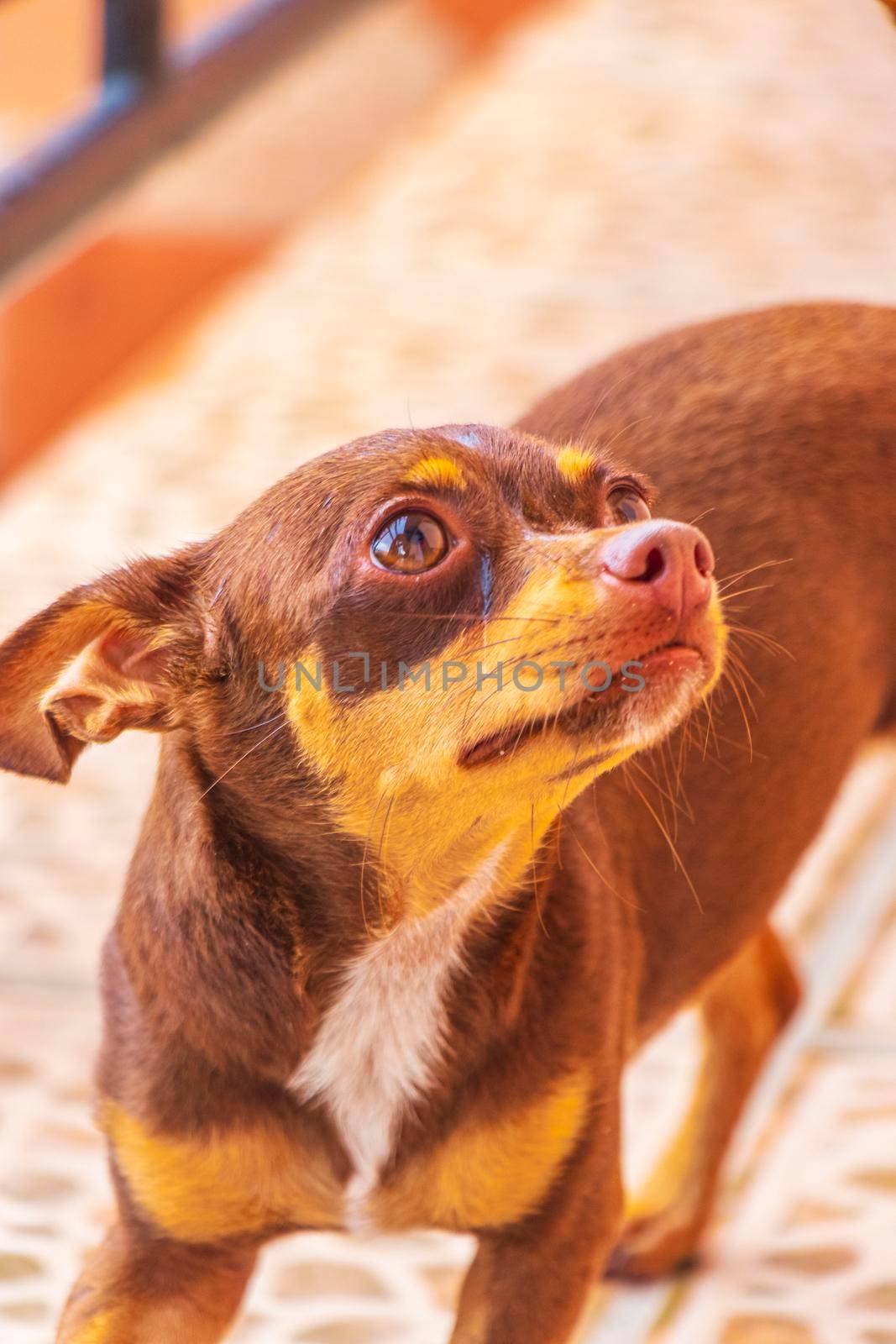 Russian toy terrier dog portrait looking lovely and cute Mexico. by Arkadij