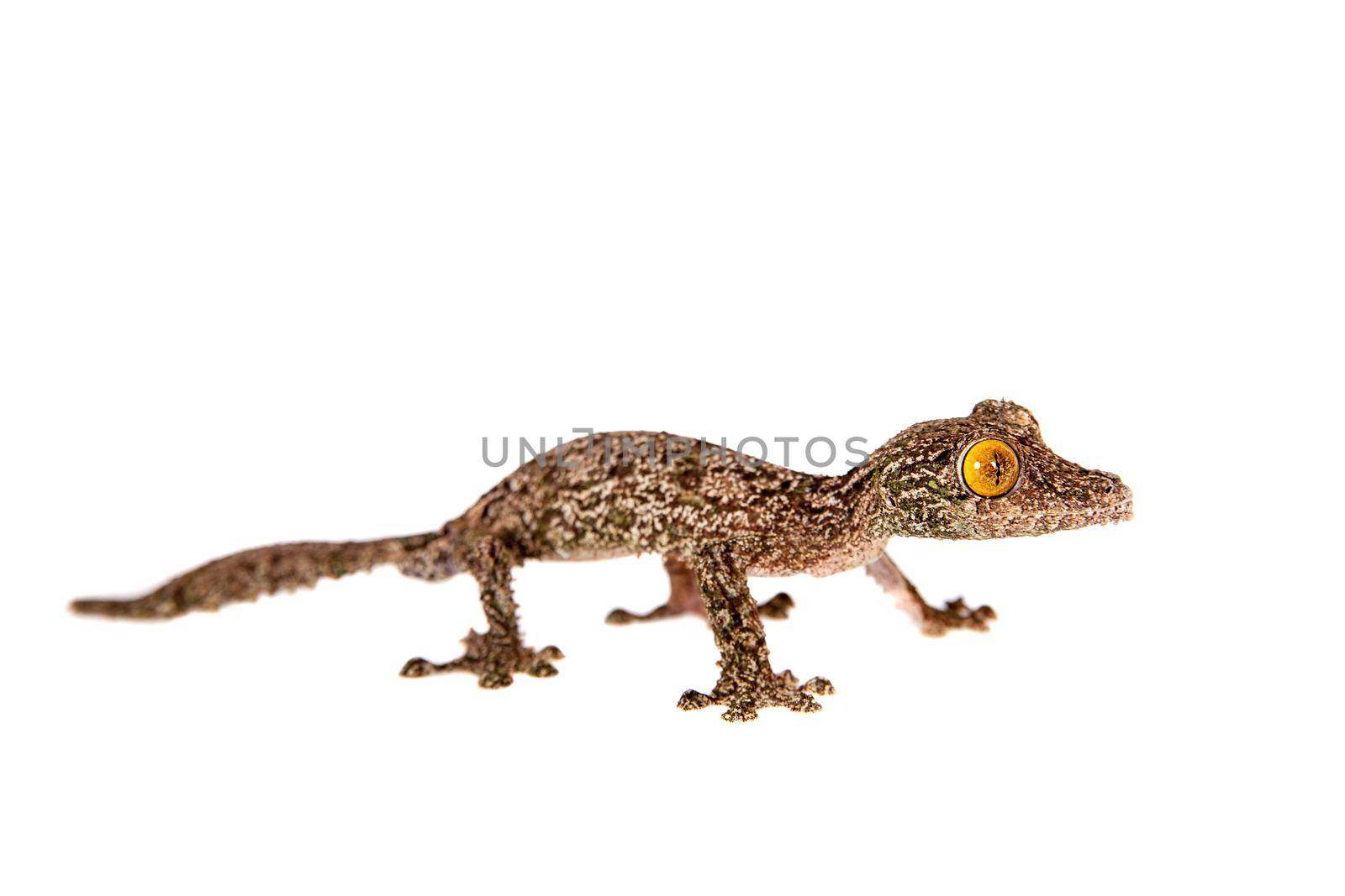 Vietnamese Mossy Frog isolated on white by RosaJay