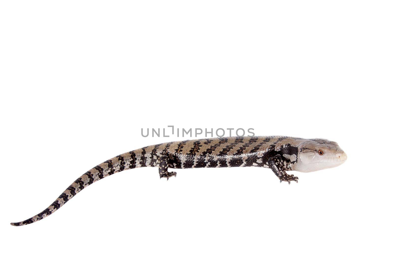 Indonesian Blue-tongued Skink on white by RosaJay