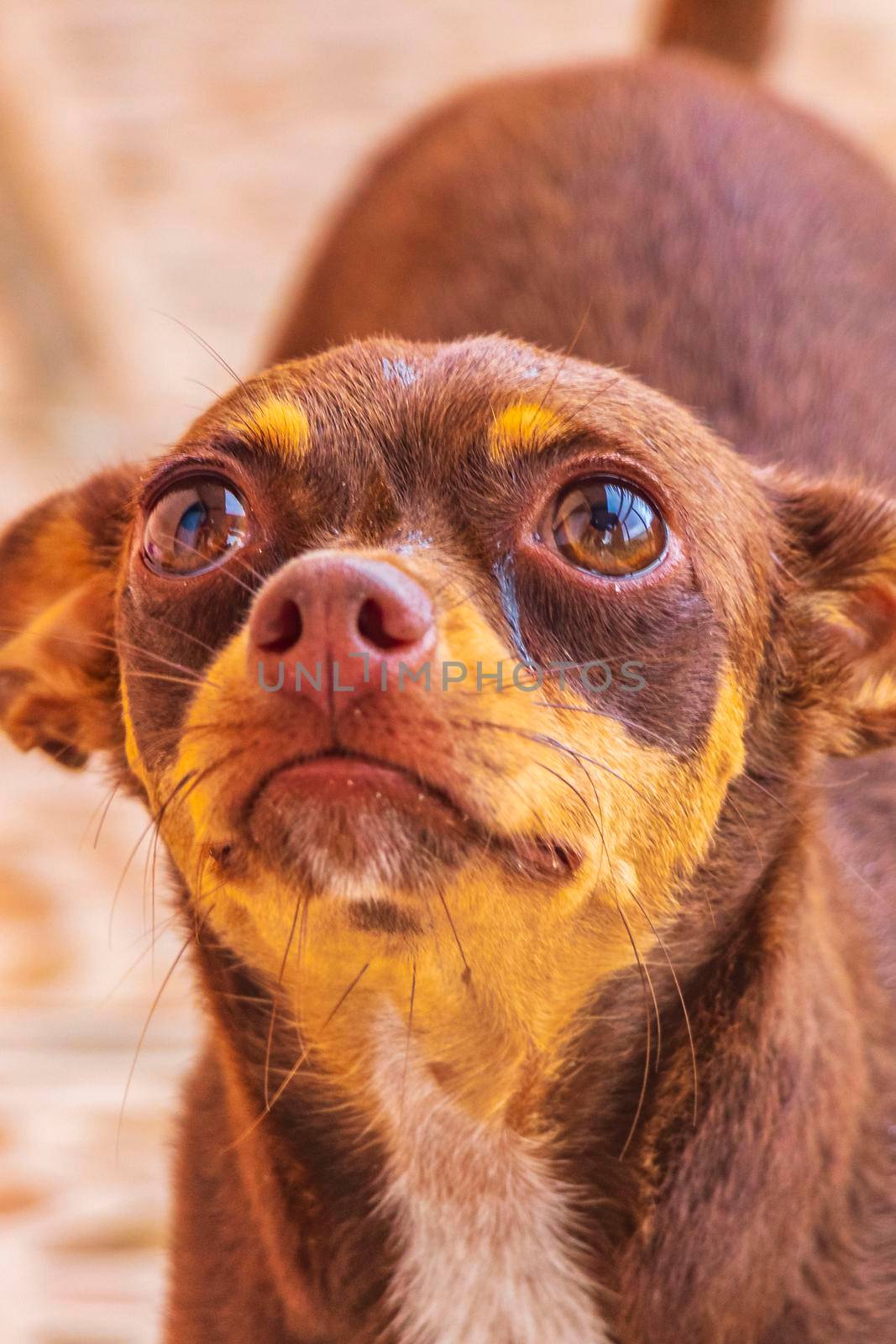 Portrait of a Mexican brown russian toy terrier dog while looking lovely and cute in the camera in Playa del Carmen Mexico.