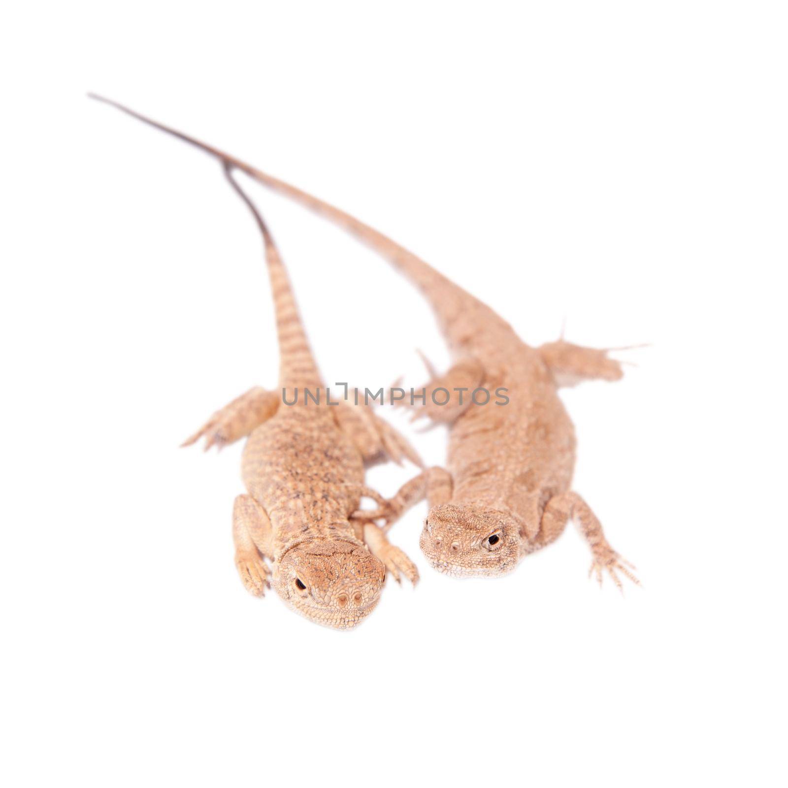 Secret Toad-Headed Agama, Phrynocephalus mystaceus, isolated on white