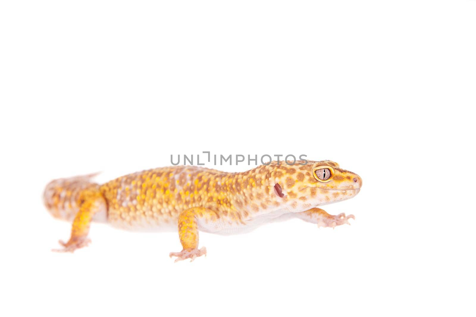 Tangerine Tremper Leopard Gecko on a white background