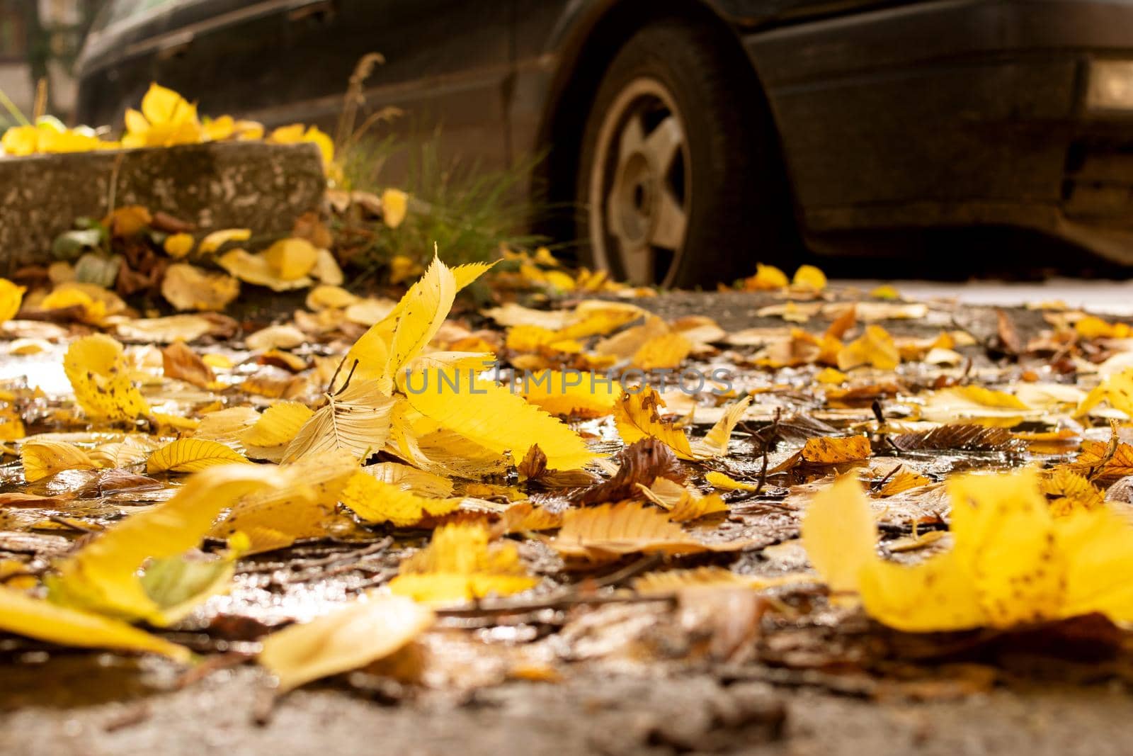 Yellow autumn leaves on the asphalt by the road