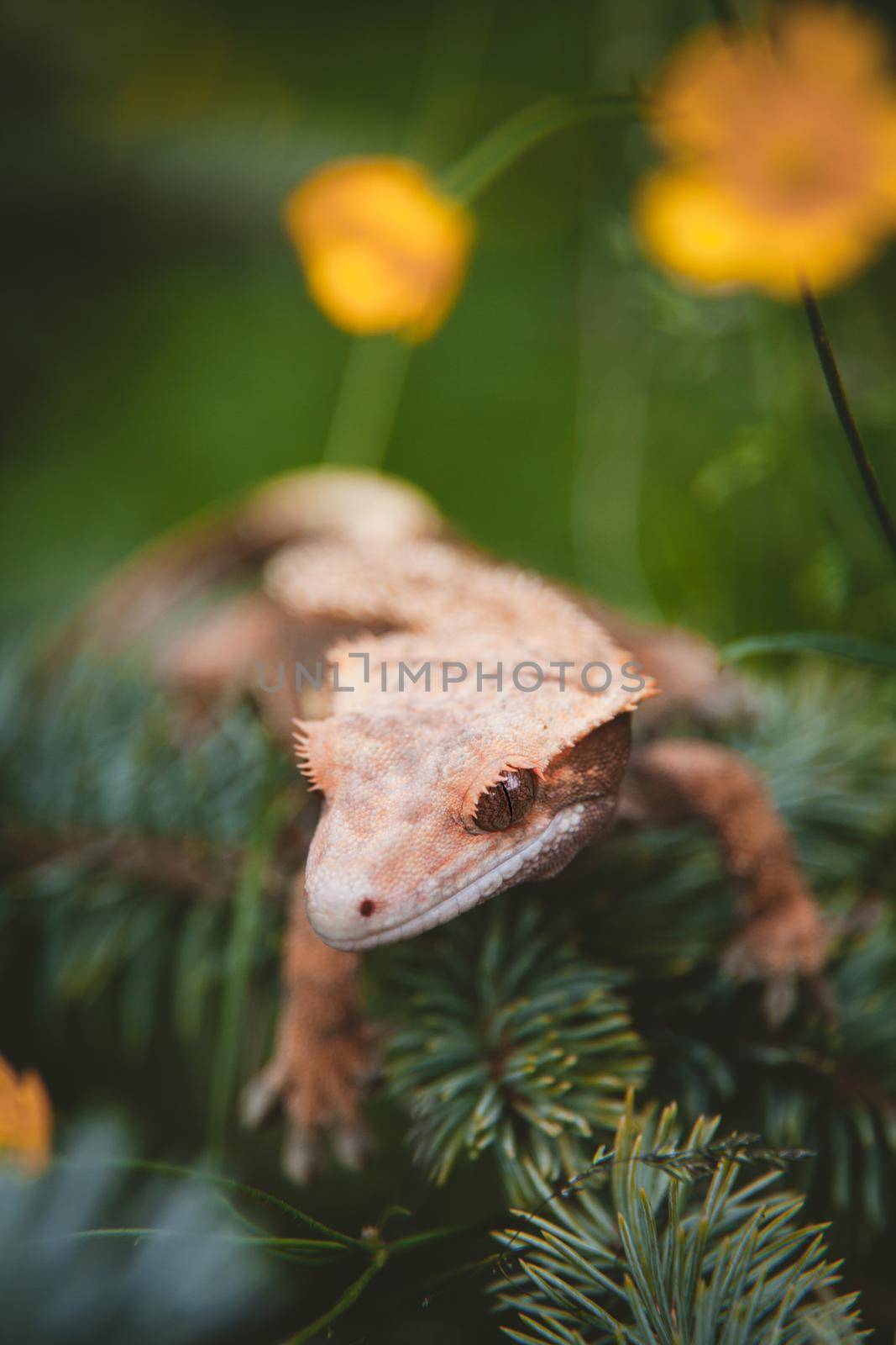 New Caledonian crested gecko, Rhacodactylus ciliatus,on tree with flowers