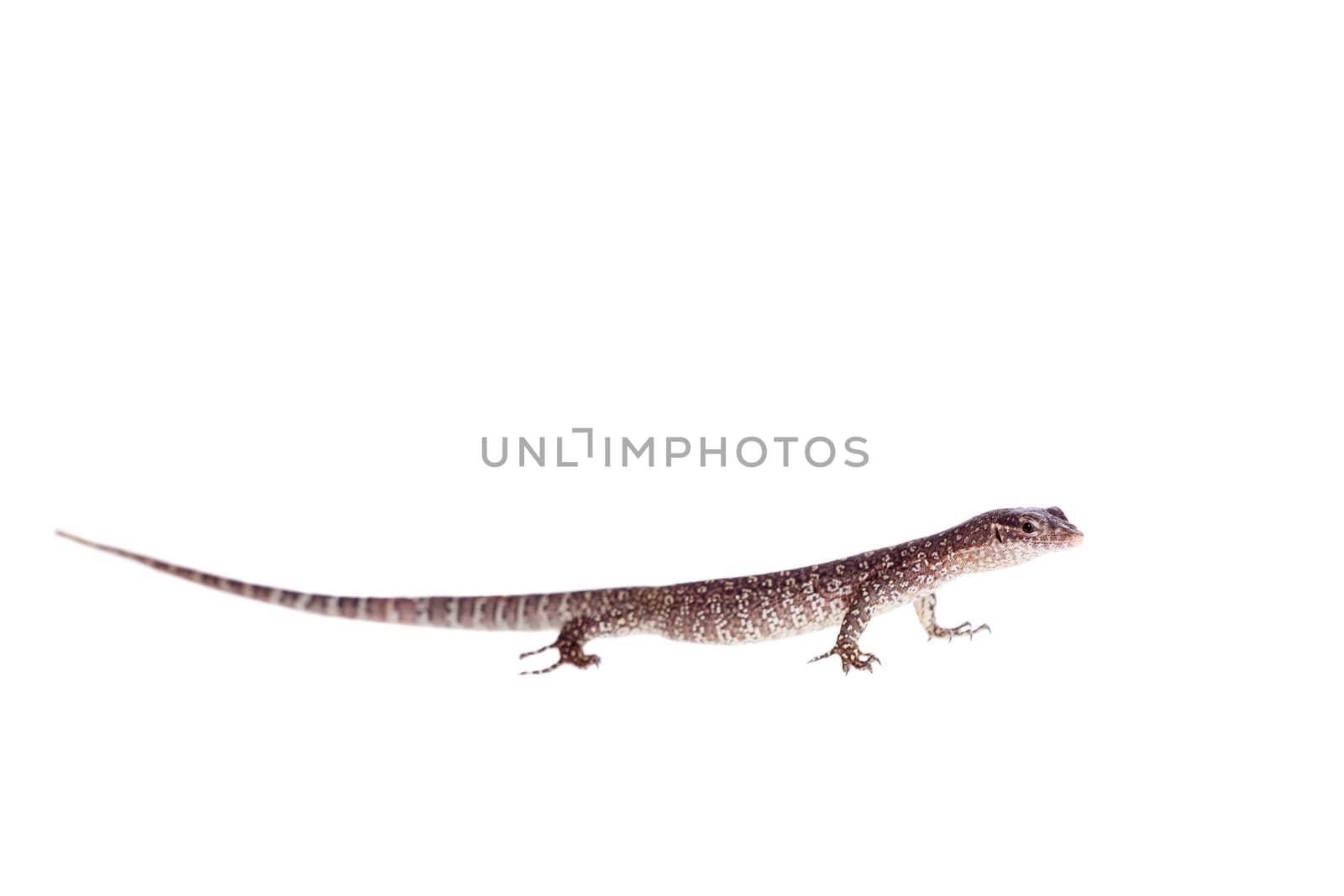 Asian Water Monitor Lizard, Varanus salvator, on white by RosaJay