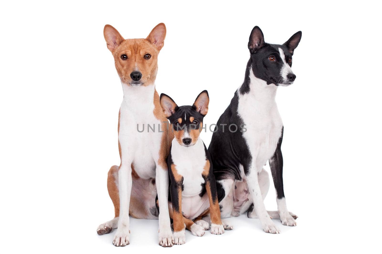 Three basenjis, tricolor, black and red color coats