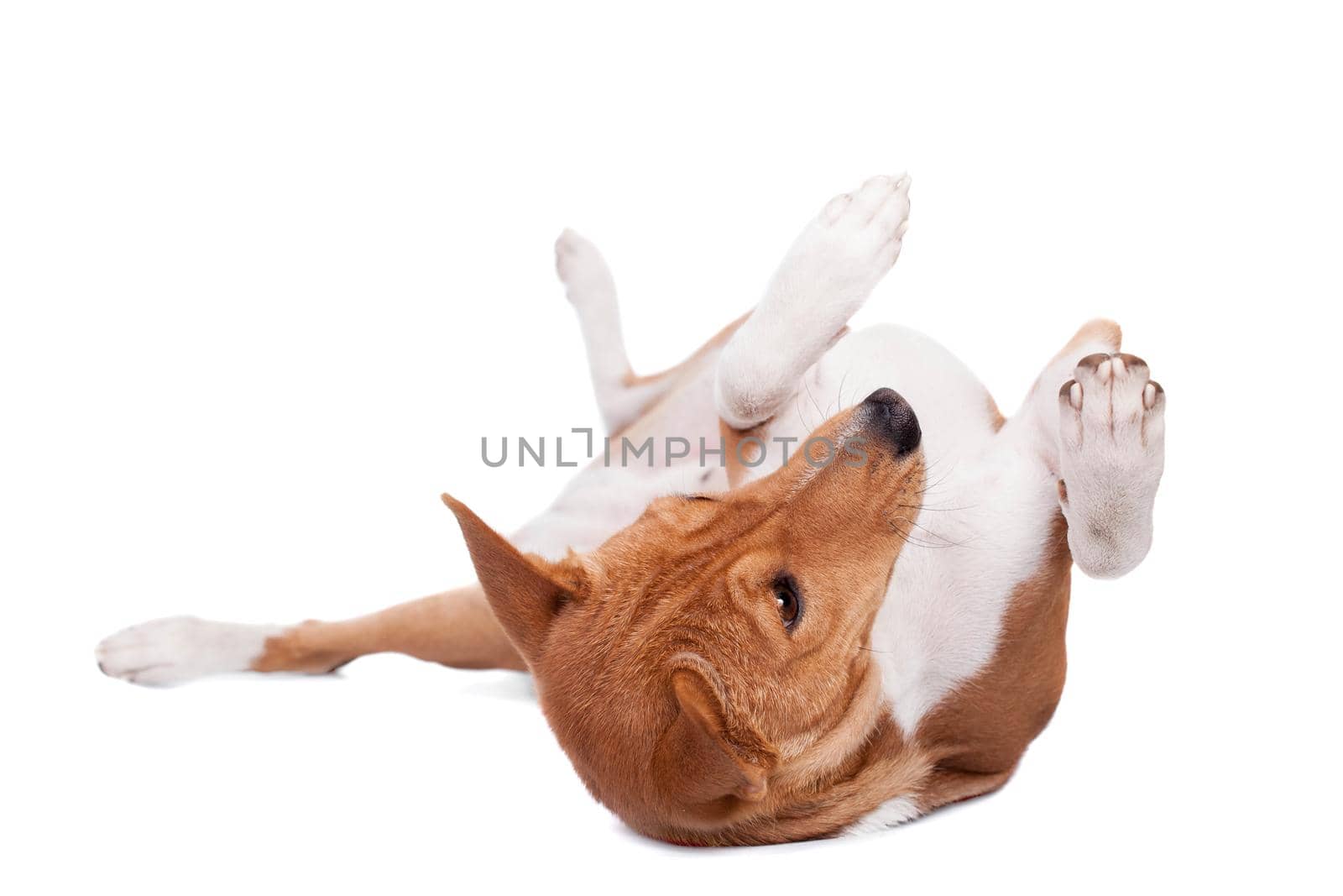 Pranksome red basenji isolated on white background