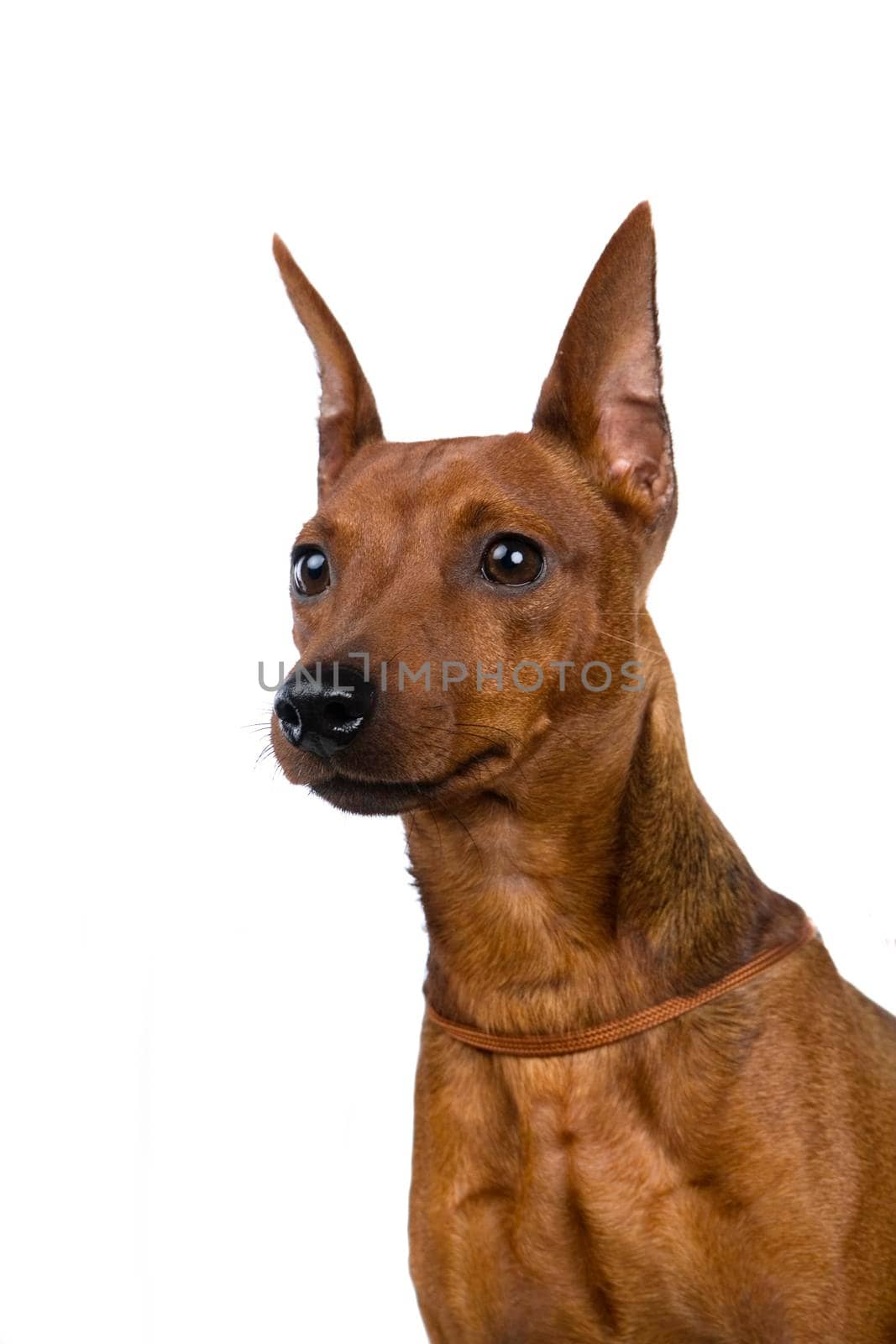 Dwarfish pinscher costs on white by RosaJay