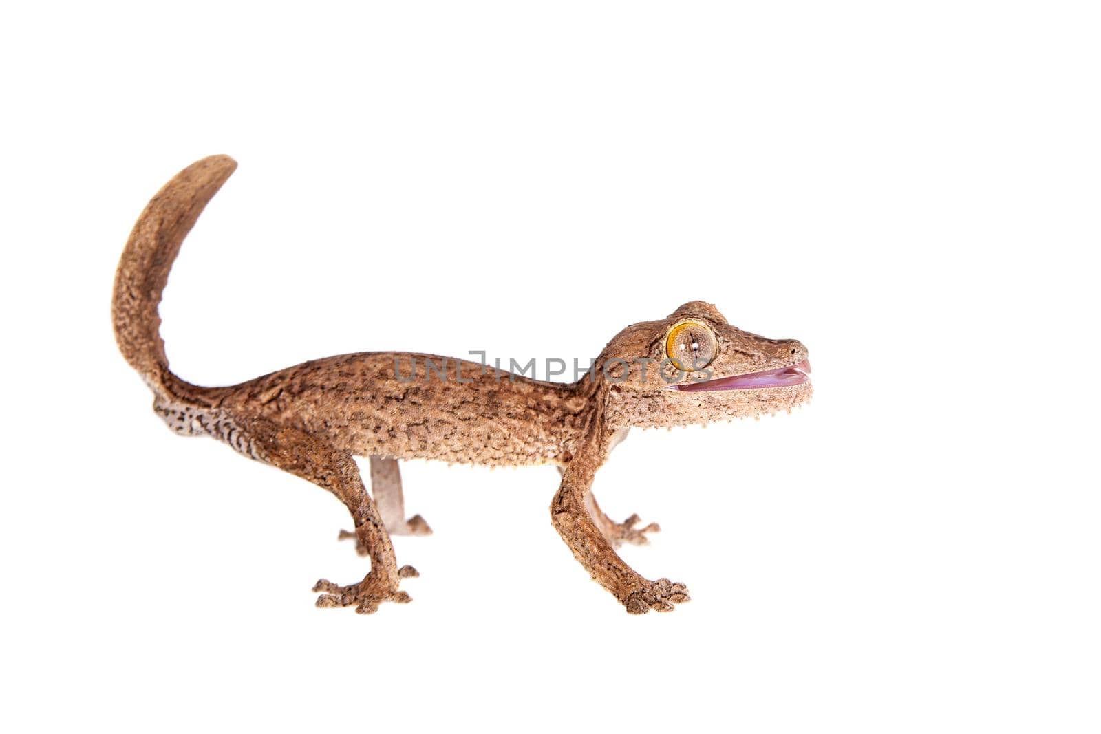 Leaf-toed gecko, unknow uroplatus, on white by RosaJay