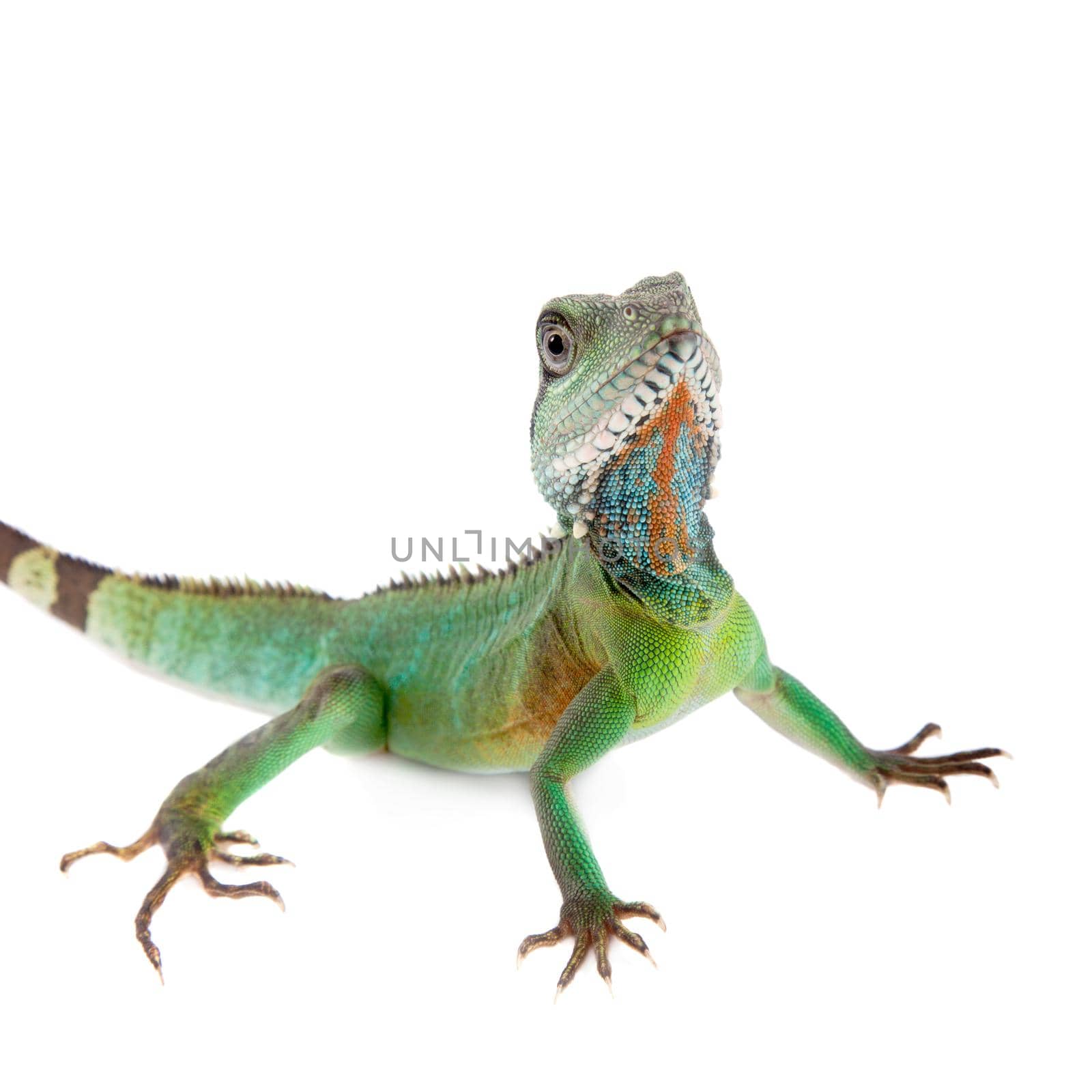 The Australian water dragon on white background by RosaJay