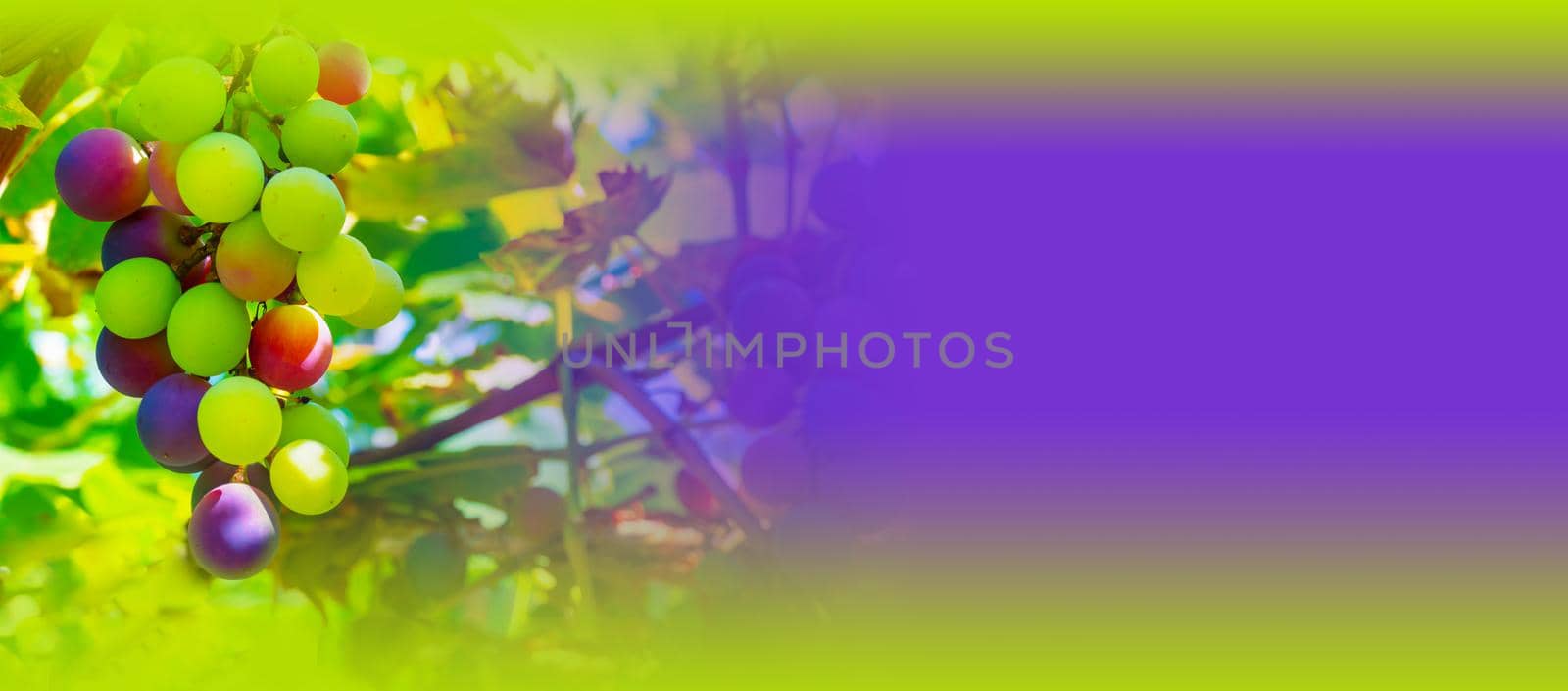 A branch of grape leaves against a clear blue sky. Copy space. . High quality photo