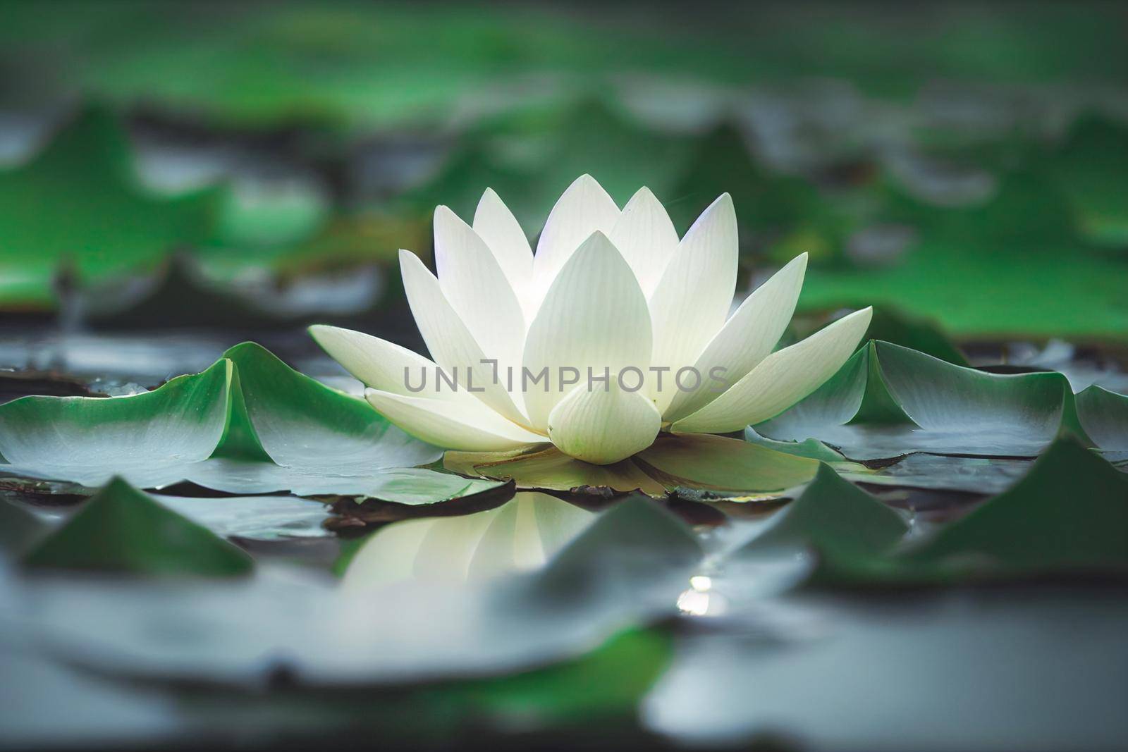 3D illustration white lotus flower pad in pond isolated on blur background. Loy krathong concept background.