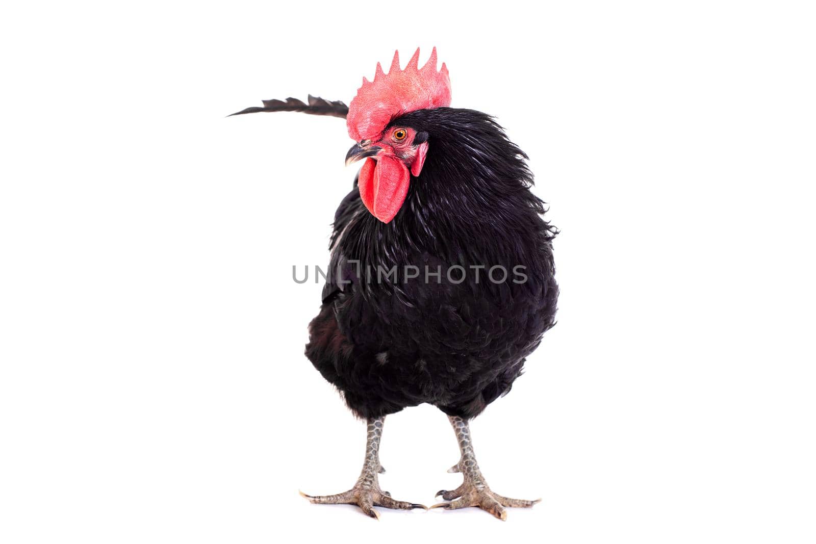 Black rooster isolated on a white background