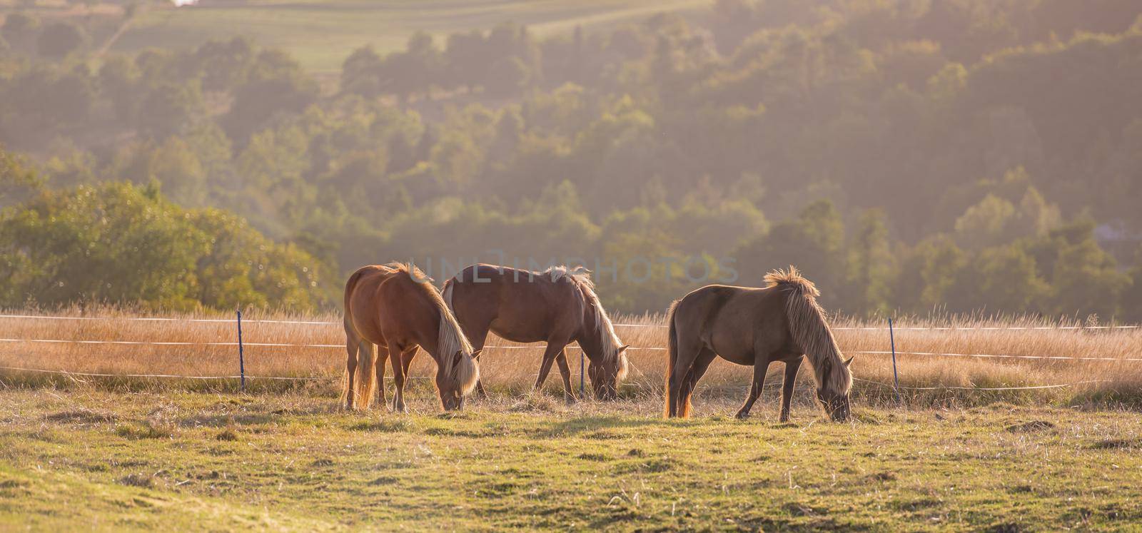 Beautiful horse - wonder of nature. Beautiful horse - in natural setting. by YuriArcurs