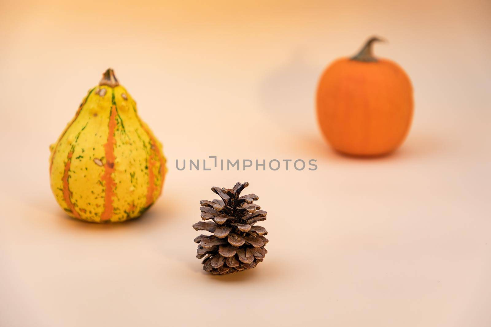 Image with selective focus of two pumpkins and one woody cone