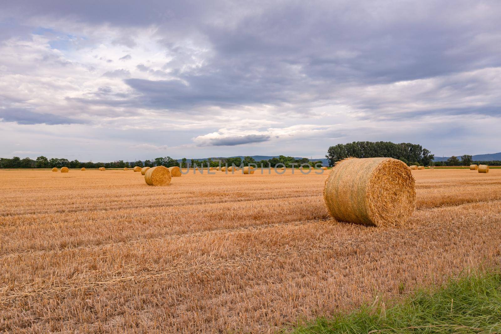 A grain field with bales of straw and a flower strip in bad weather