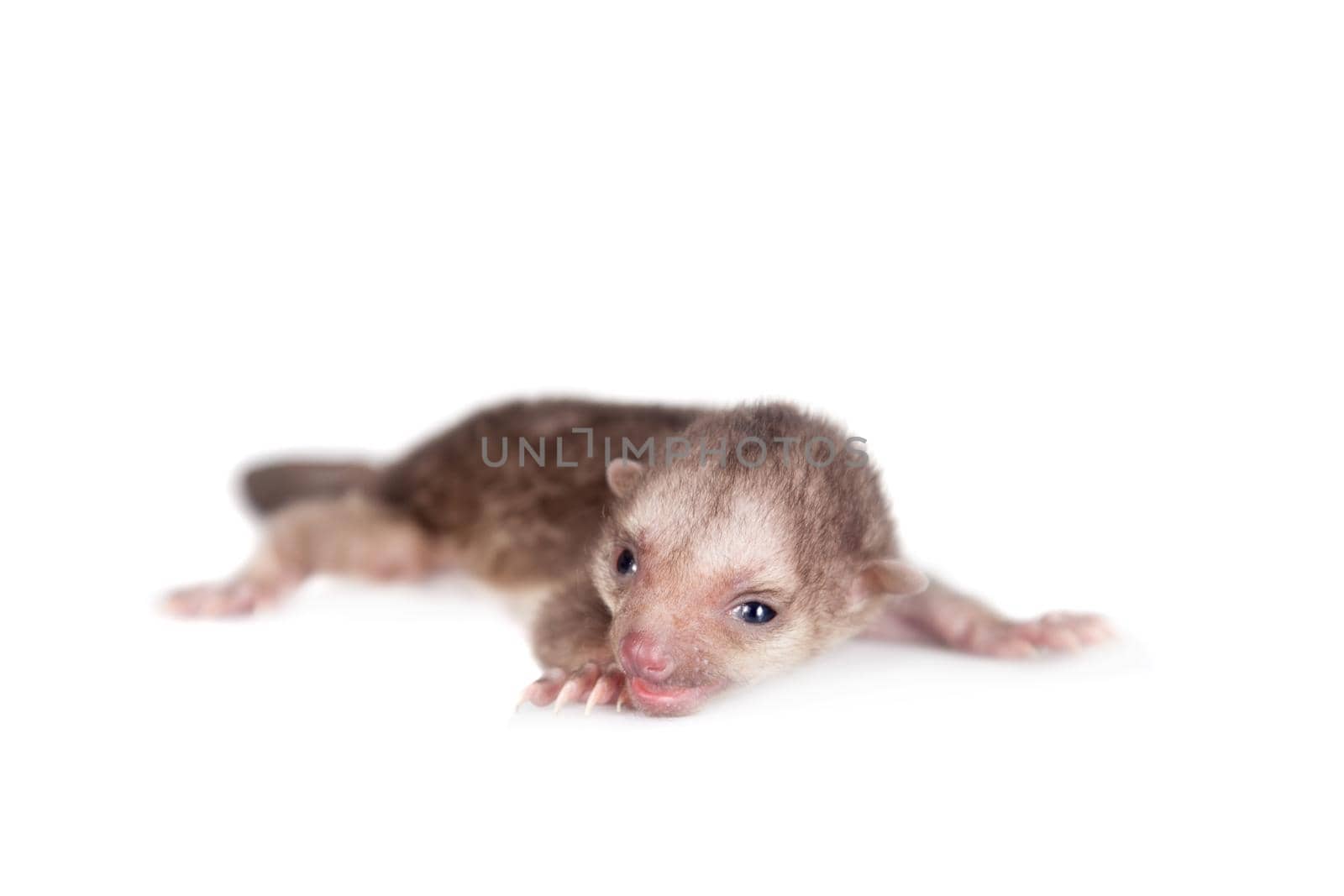 Kinkajou, Potos flavus, baby isolated on white backgroun