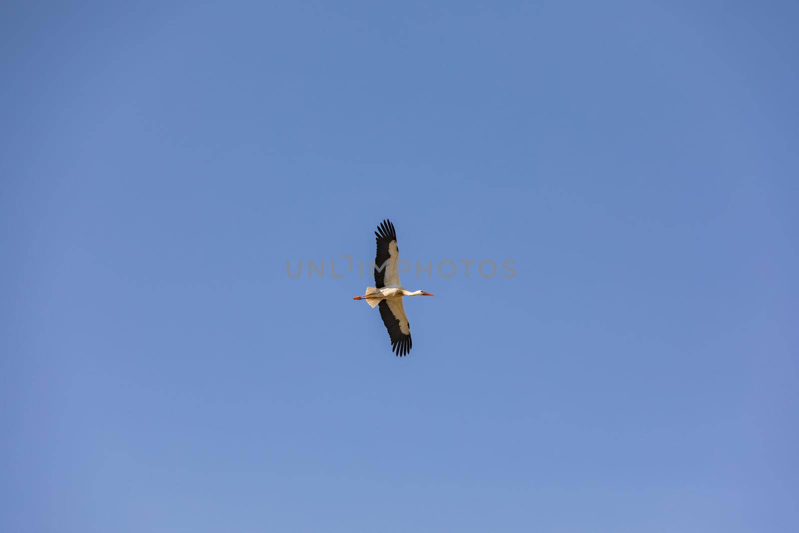 A sliding rattle stork seen from below against blue sky