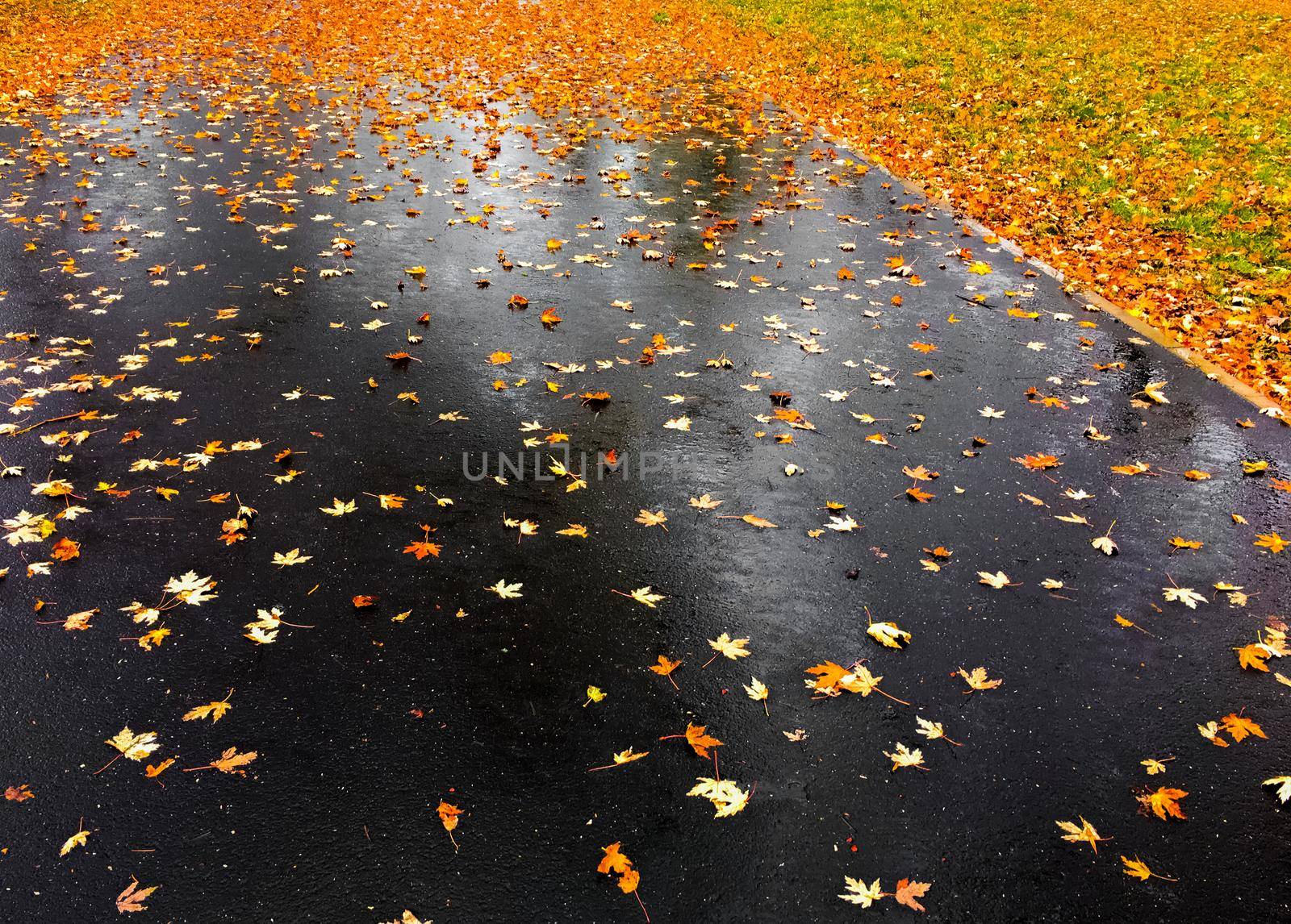 Fall season, weather and environment concept - Autumn leaves and trees, nature background