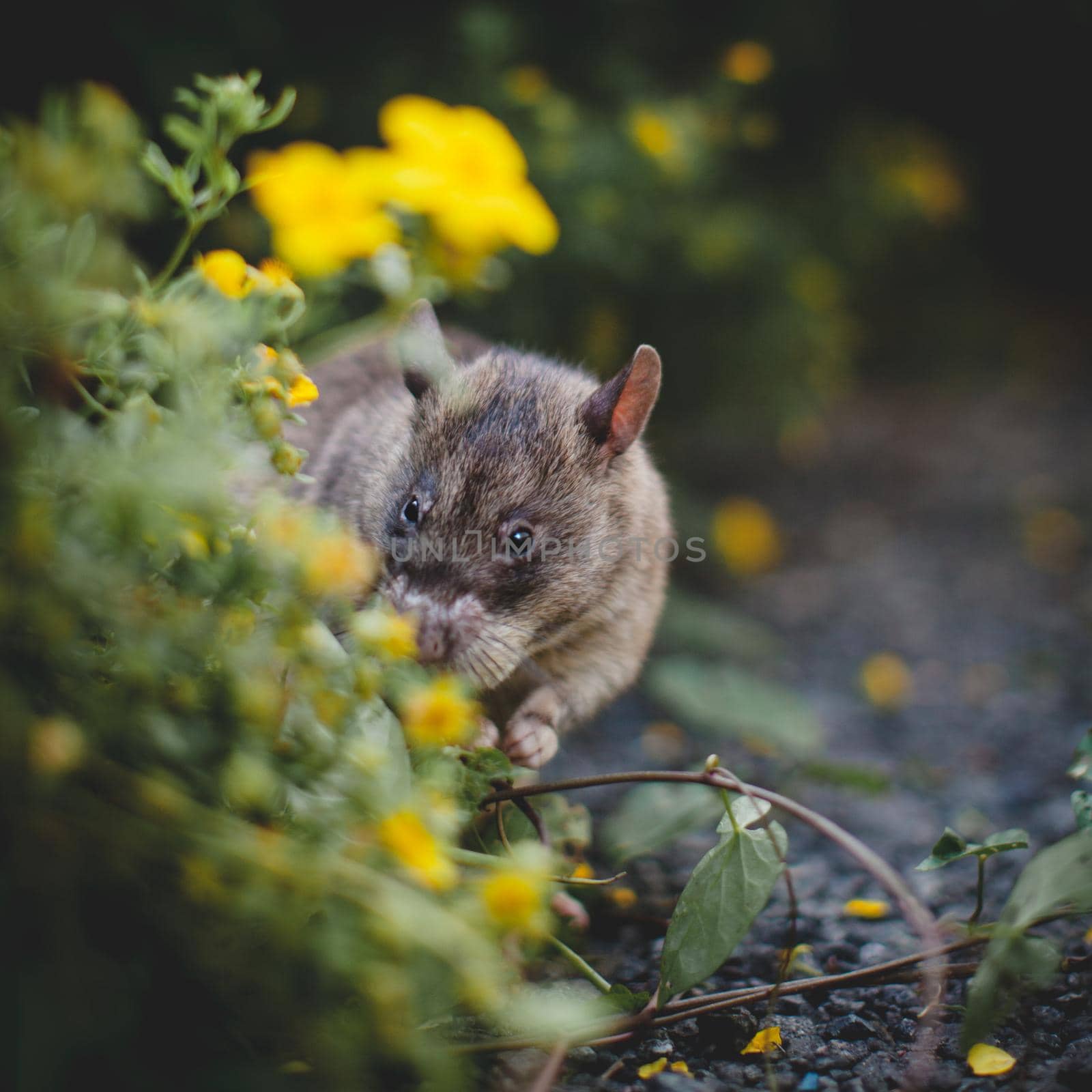 Giant african pouched rat in a garden with pansies by RosaJay