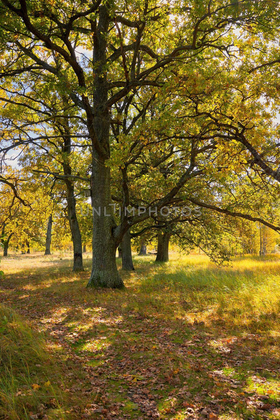 View of green big trees in oak forest on a sunny summer day, nature concept background.