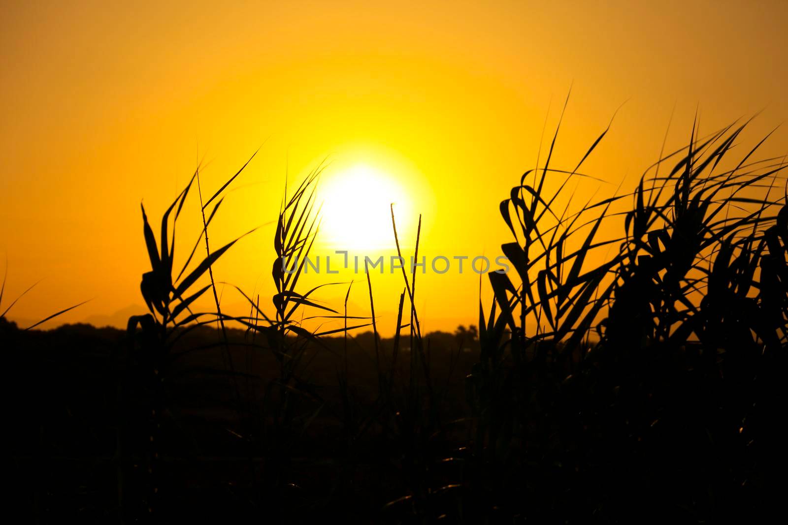 Sun hiding on the horizon at sunset between reed beds in Spain