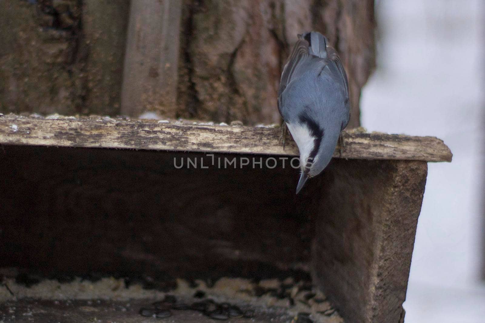 Nuthatch sitting head down on the feeder. Bird feeding sunflower seeds.