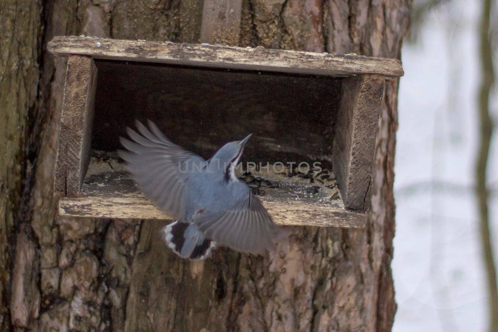 Beautiful Flight. Nuthatch flew to the feeder. Bird feeding sunflower seeds.