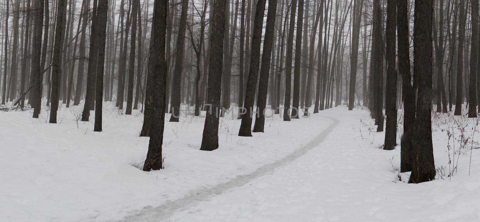 Winter Forest under Snow, Beautiful Outdoor Landscape with Larch Trees