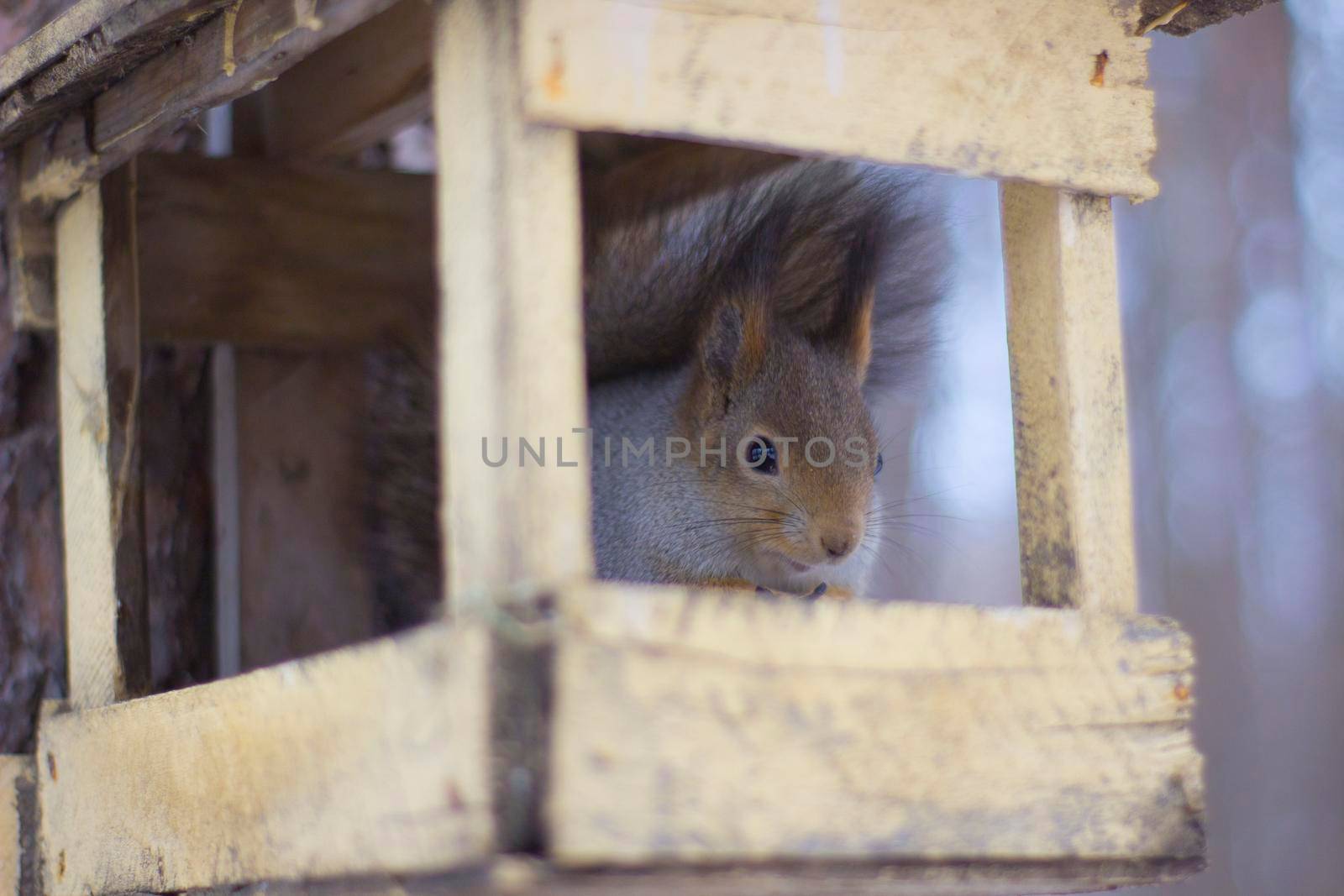 Squirrel eating seeds in a feeder. Close up Illustration of Eating of Wild Animal in winter forest.