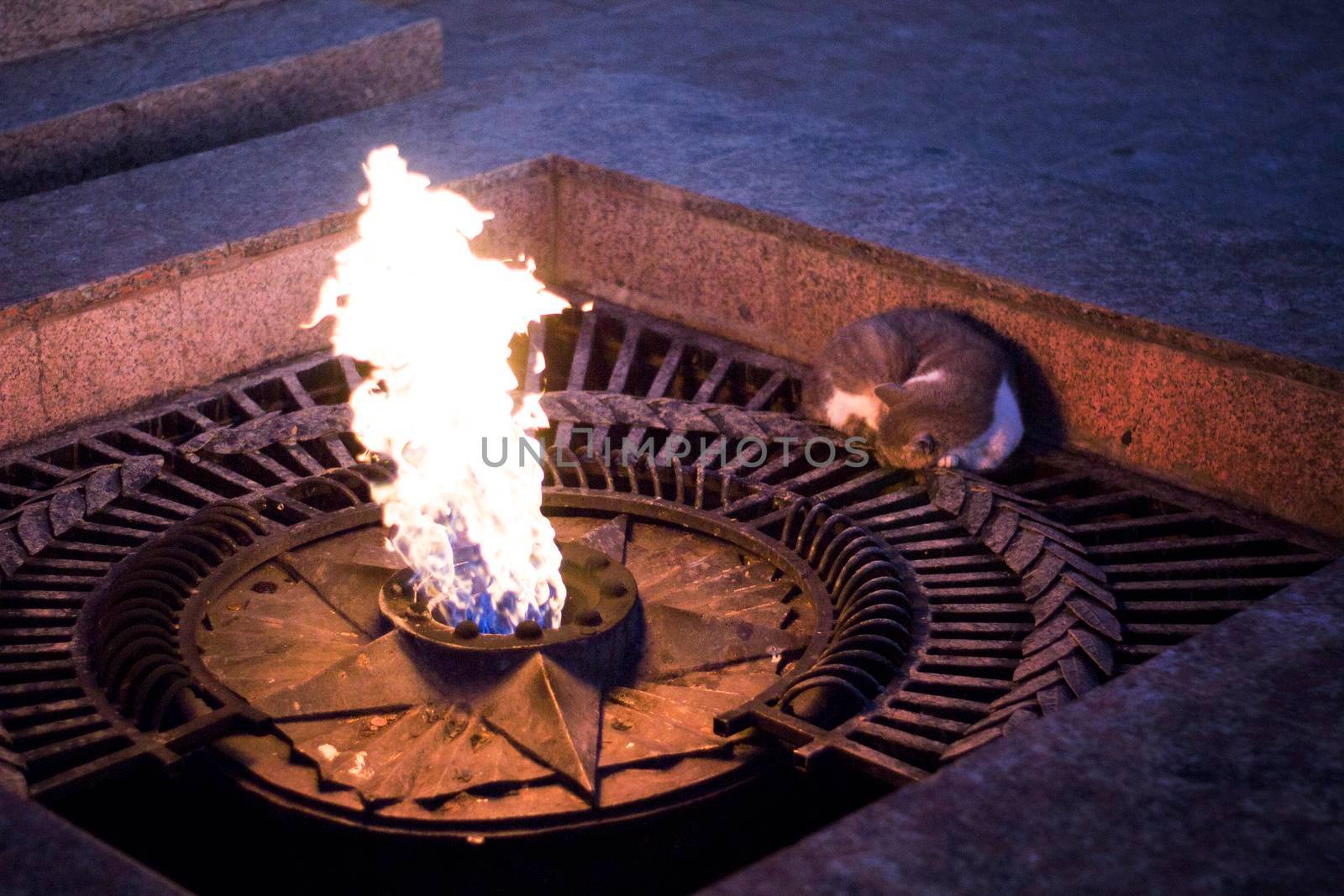 Cat cosily nestled near the Eternal Flame. Sweet dream of animal in the vicinity of the Monument.