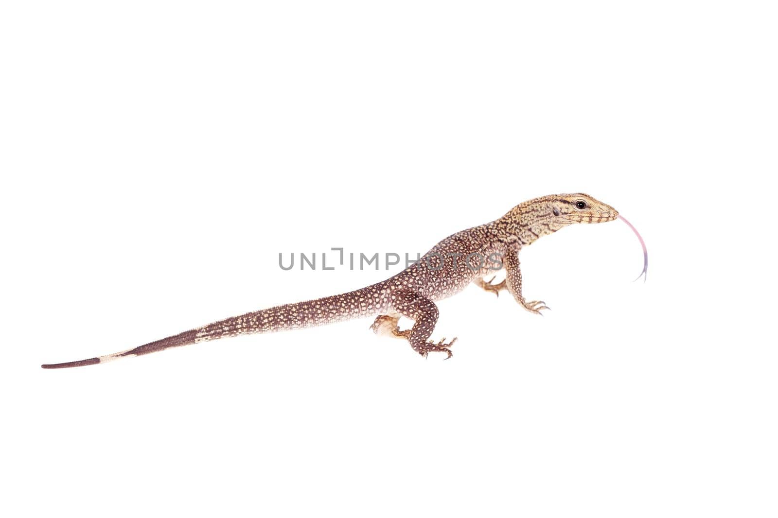 Clouded Monitor, Varanus nebulosus, isolated on white background