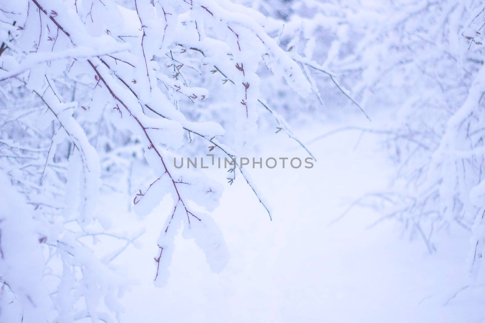 Beautiful Winter Forrest Nature Landscape. Branches of Trees Covered White Clean Snow.