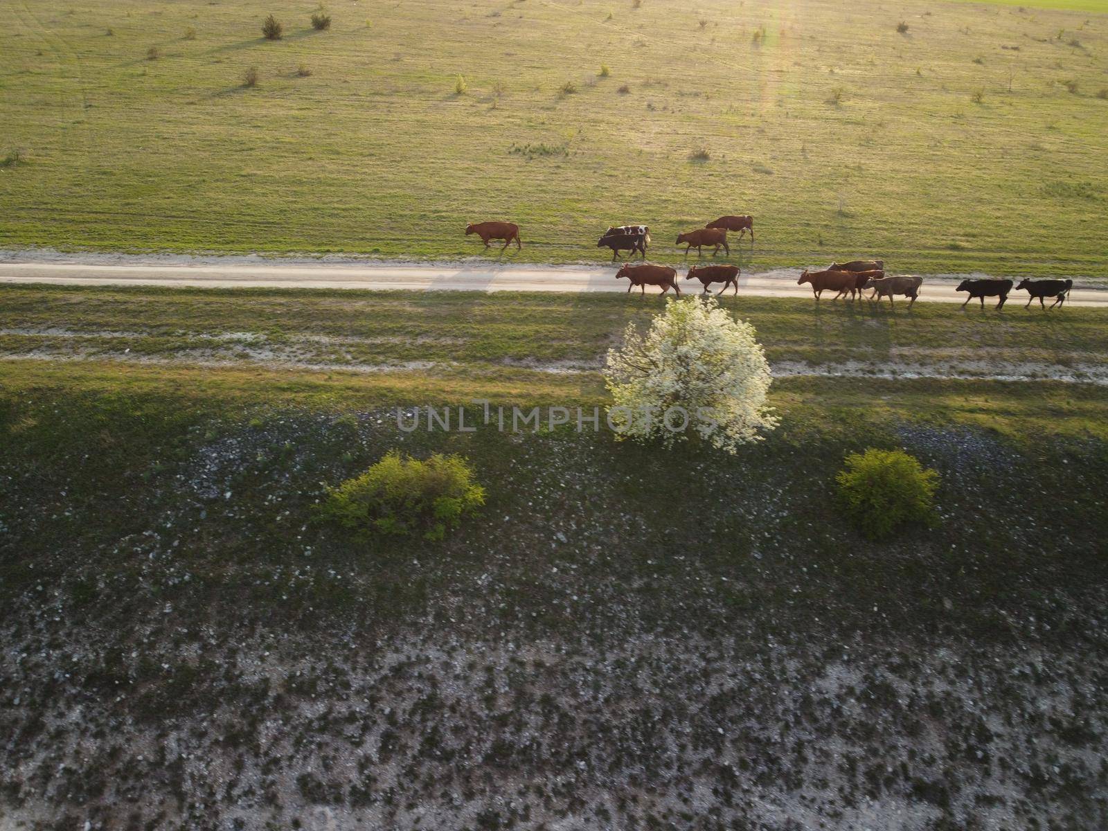 Flying over a small herd of cattle cows walking uniformly down farm road on the hill. Black, brown and spotted cows. Top down aerial view of the countryside on a sping sunset. Idyllic rural landscape