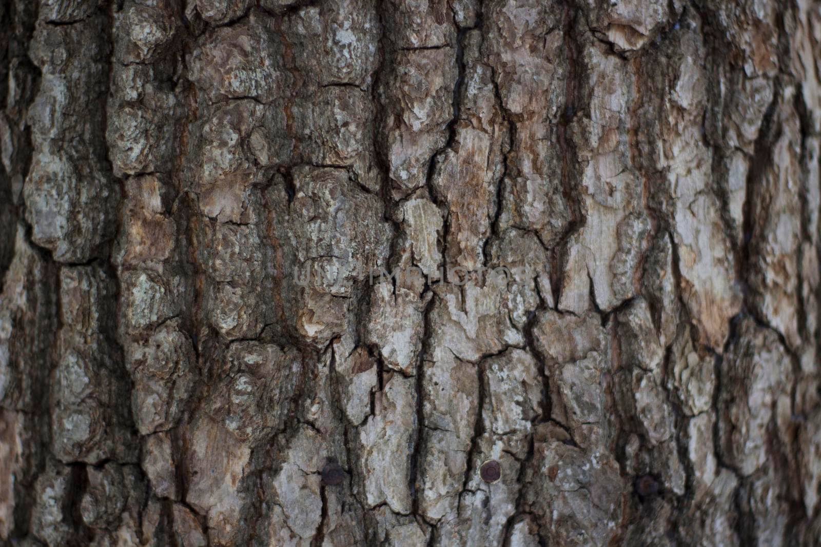 Texture of Pine Bark. Detailed Pattern of Natural Wooden Material.