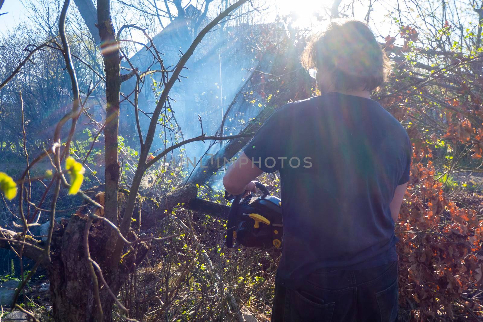 Man pruning and sawing apple tree using chainsaw. farmer sowing the dry branches of apple trees