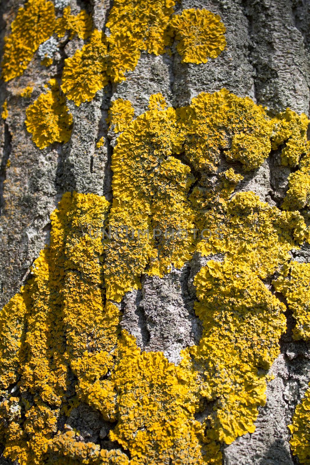 Tightly Texture of orange lichen on oak