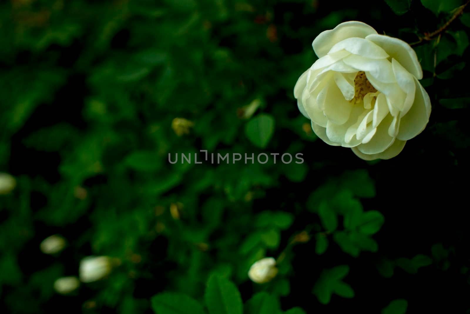 white roseship flower on a dark green background. Card with space for text. High quality photo